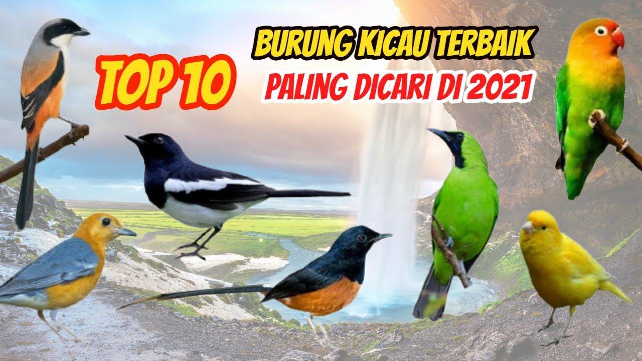 Daftar Gacor Populer di Indonesia: 10 Burung yang Paling Jago Gacor